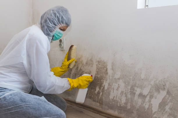 Environmental Consulting for Mold Prevention in Morton, PA